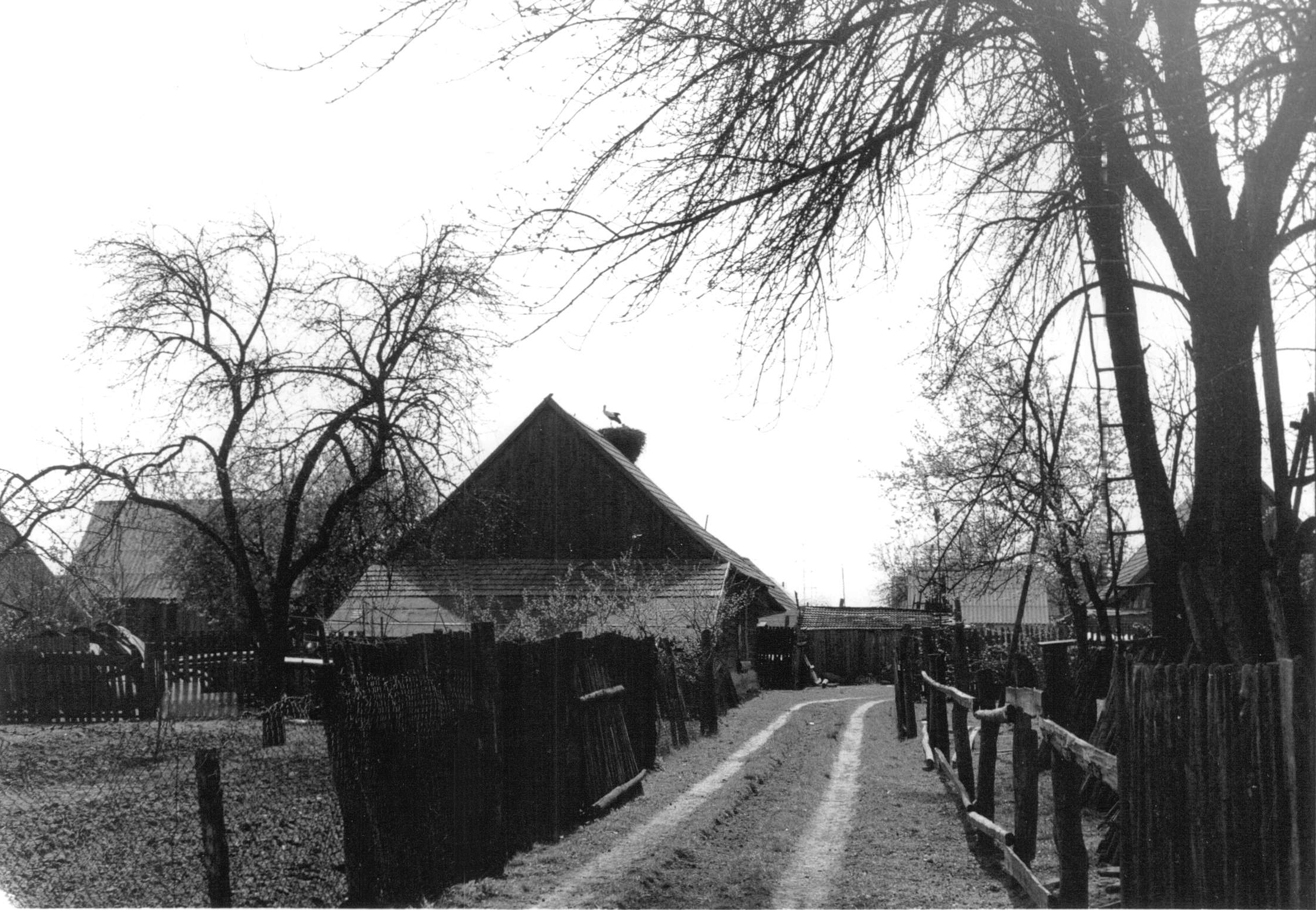 Białowieża countryside, 1990